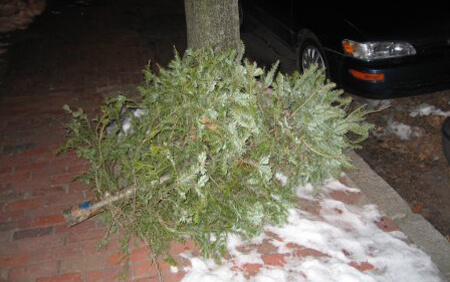 christmas_tree_curb_small christmas_tree_curb_small