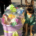 dogwinner2