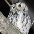 Stony Point "Owl Prowl." Photo Credit: Alan Wells