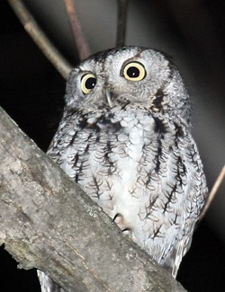 Stony Point "Owl Prowl." Photo Credit: Alan Wells