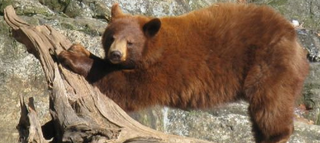 Bear Mountain Zoo