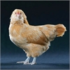 Easter EGGer MPC