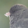 Nyack Backyard: Dark Eyed Junco 201201 Nyack Backyard: Dark Eyed Junco 201201
