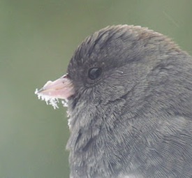 Nyack Backyard: Dark Eyed Junco 201201