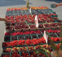 bb_nsl_concklin at the farmers market