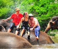 EisinbergsElephants201208