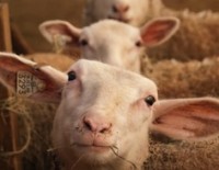 ValleyShepGoat201209