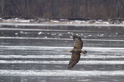 Wright_Eagles_2