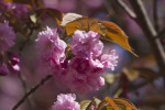 RW_Cherry Trees_e