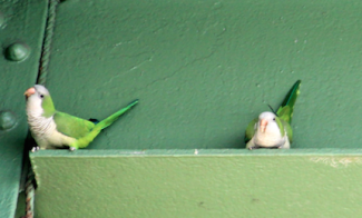Parakeets in NYC