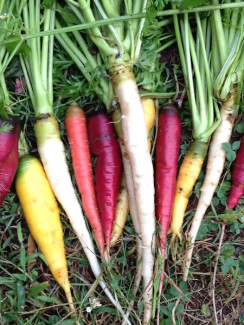 seed_xchg_carrots