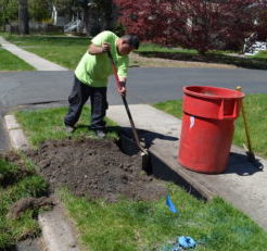 community forest planting